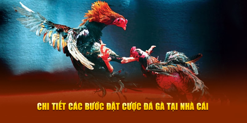 Chi tiết các bước đặt cược đá gà tại nhà cái Chi tiết các bước đặt cược đá gà tại nhà cái