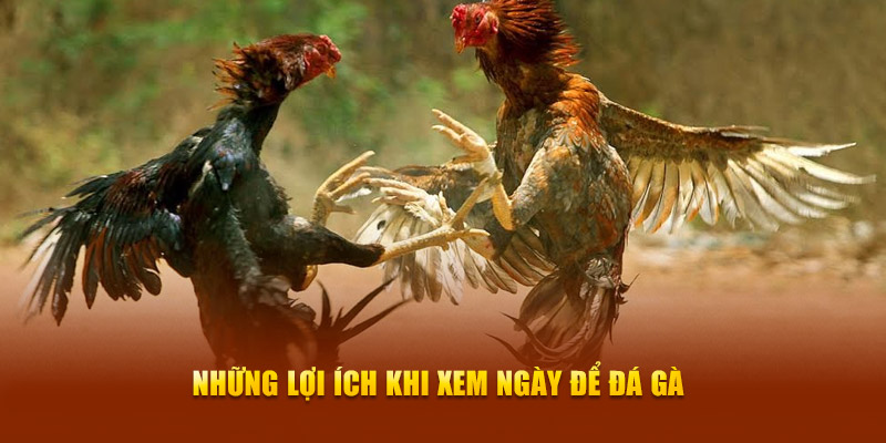 Những lợi ích khi xem ngày để đá gà Những lợi ích khi xem ngày để đá gà