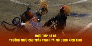 Trực tiếp đá gà